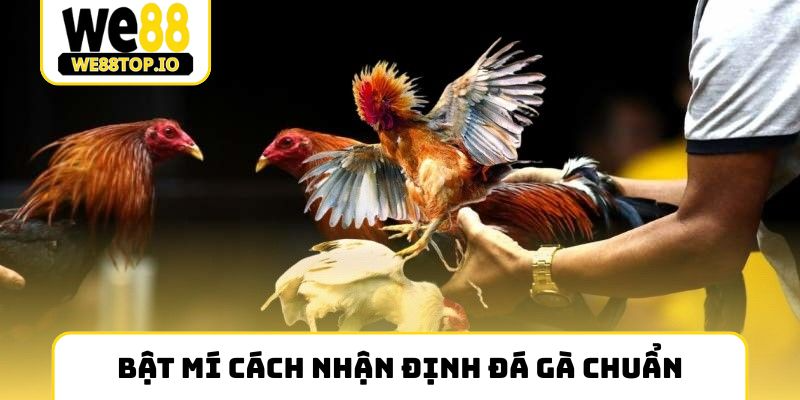 Bật mí cách nhận định đá gà chuẩn