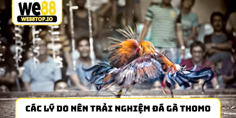 Các lý do nên trải nghiệm đá gà Thomo