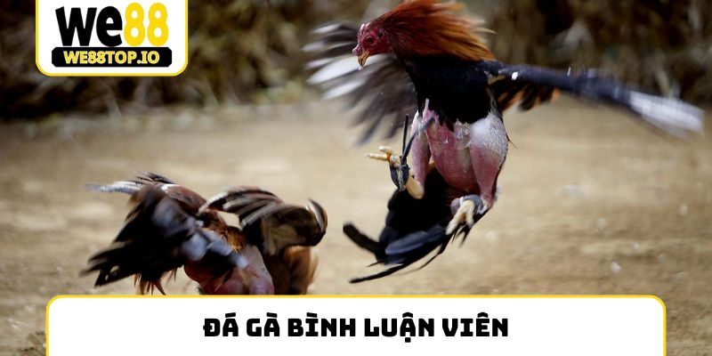 đá gà bình luận viên