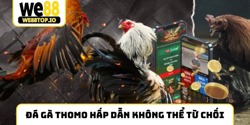 Đá gà Thomo hấp dẫn không thể từ chối