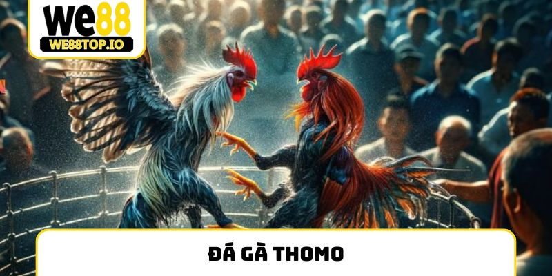 đá gà Thomo