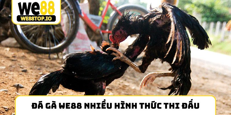 Đá gà We88 nhiều hình thức thi đấu