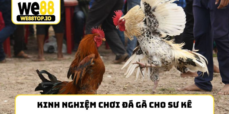 Kinh nghiệm chơi đá gà cho sư kê