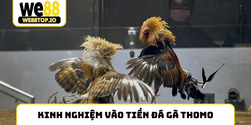 Kinh nghiệm vào tiền đá gà Thomo